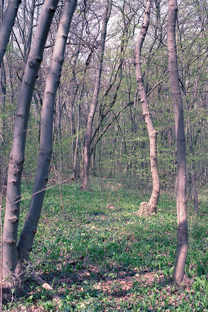 nikon fm2, kodak gold 200, film