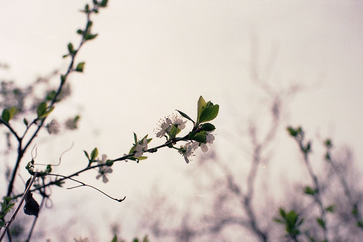 nikon fm2, kodak gold 200, film