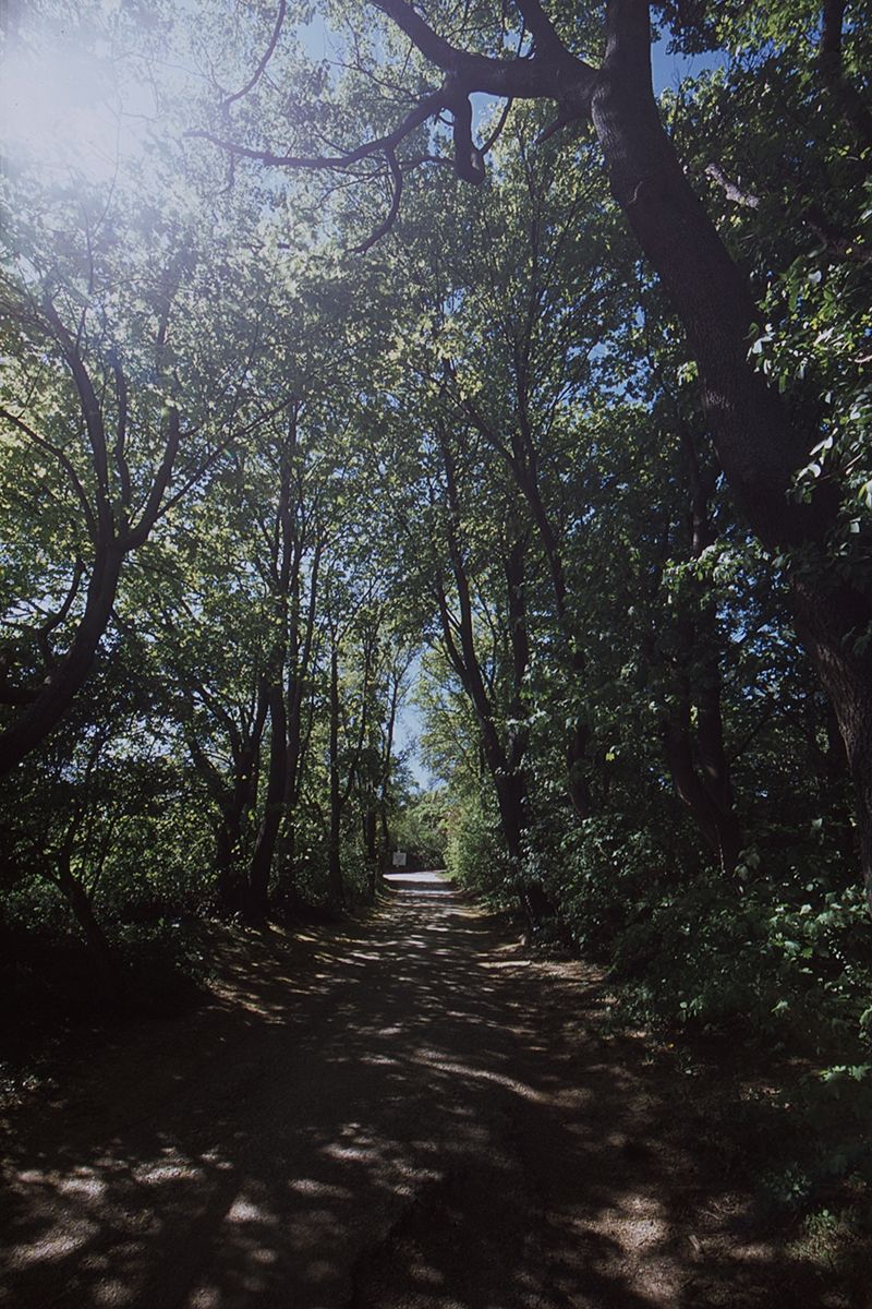 nikon f5, fujifilm provia 100, film