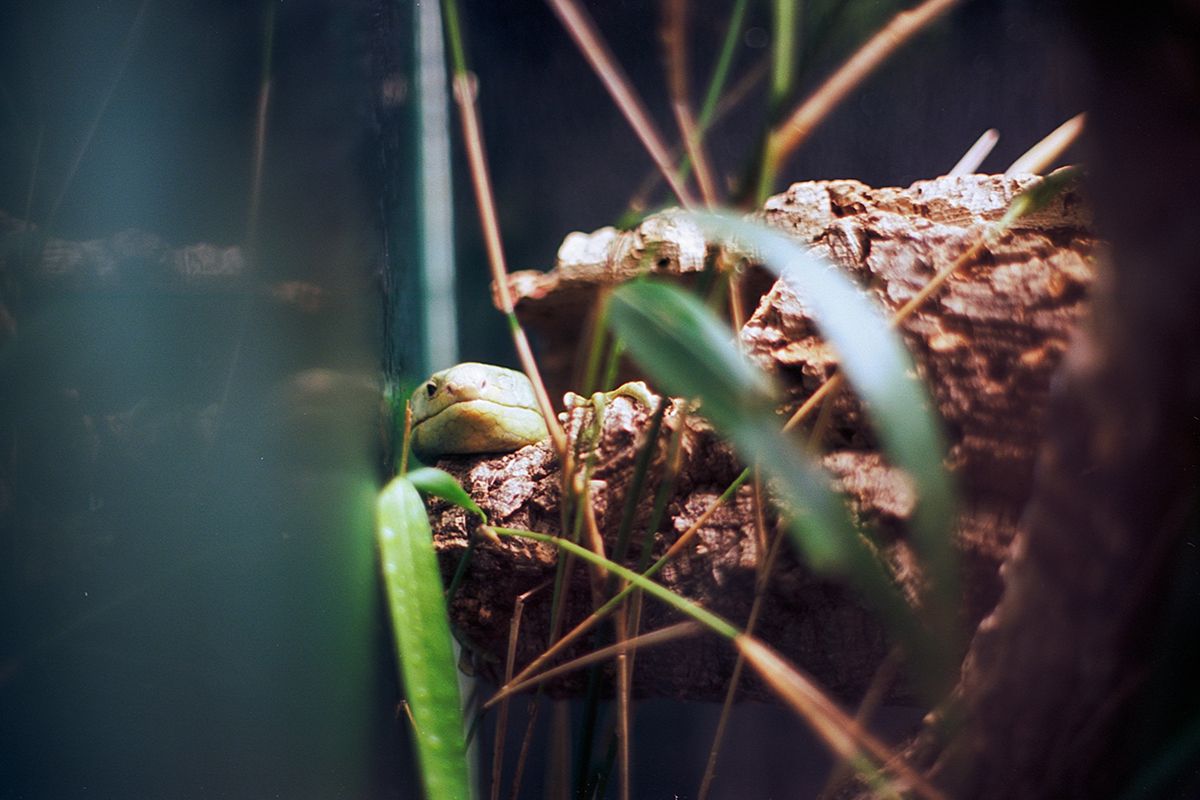 nikon fm2, kodak ektar 100, film