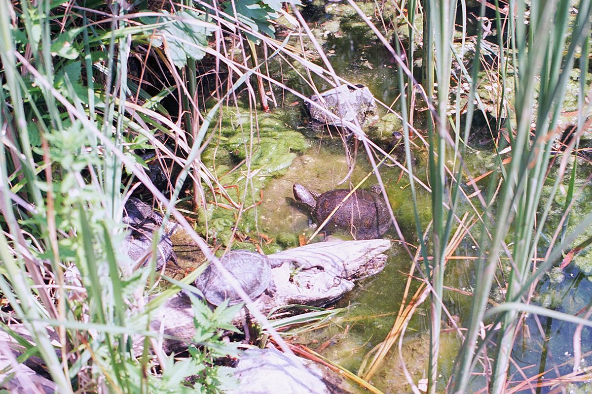 nikon fm2, kodak ektar 100, film