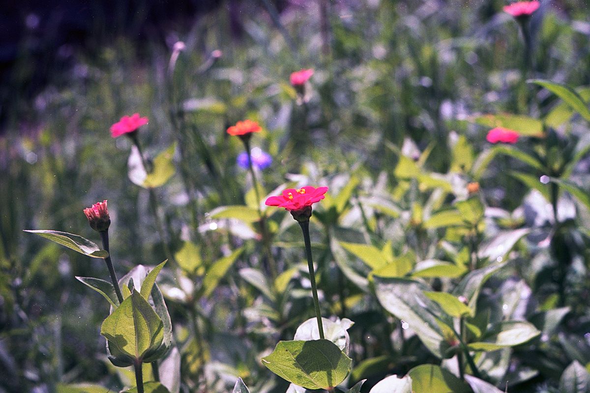 nikon f, kodak ektar 100, film