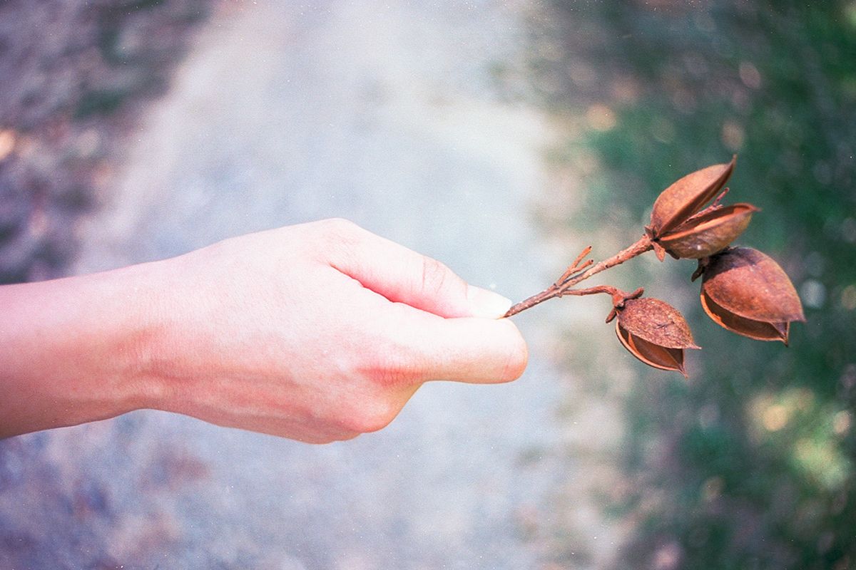 nikon f, kodak ektar 100, film